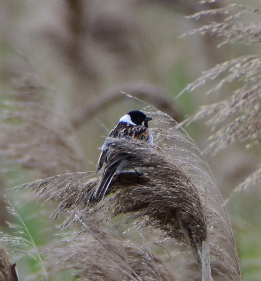 Reed Bunting - ML644494786