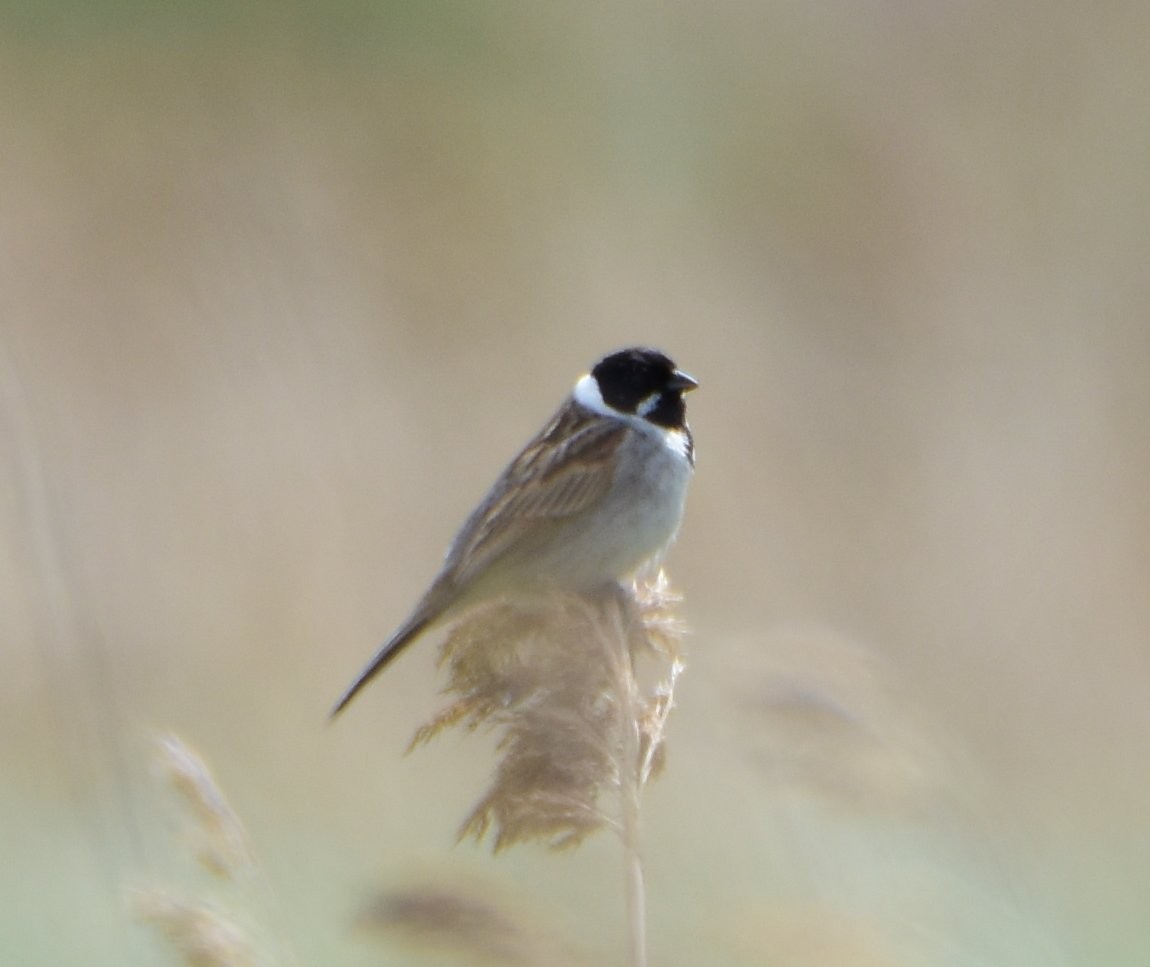 Reed Bunting - ML644494787