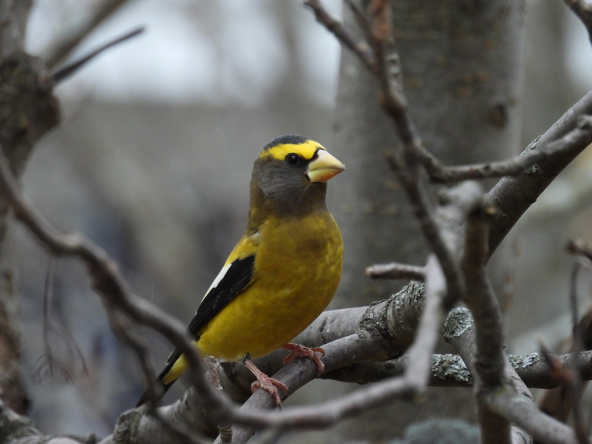 キビタイシメ - ML644494802