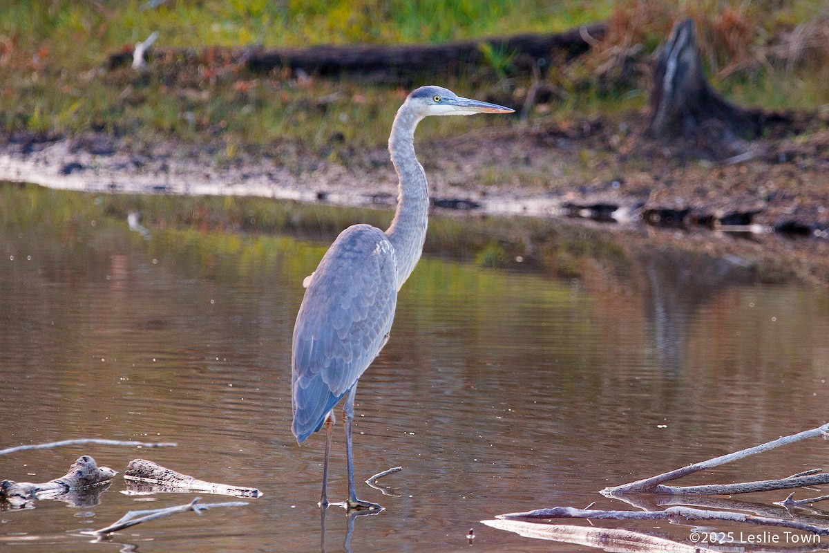 Great Blue Heron - ML644494805