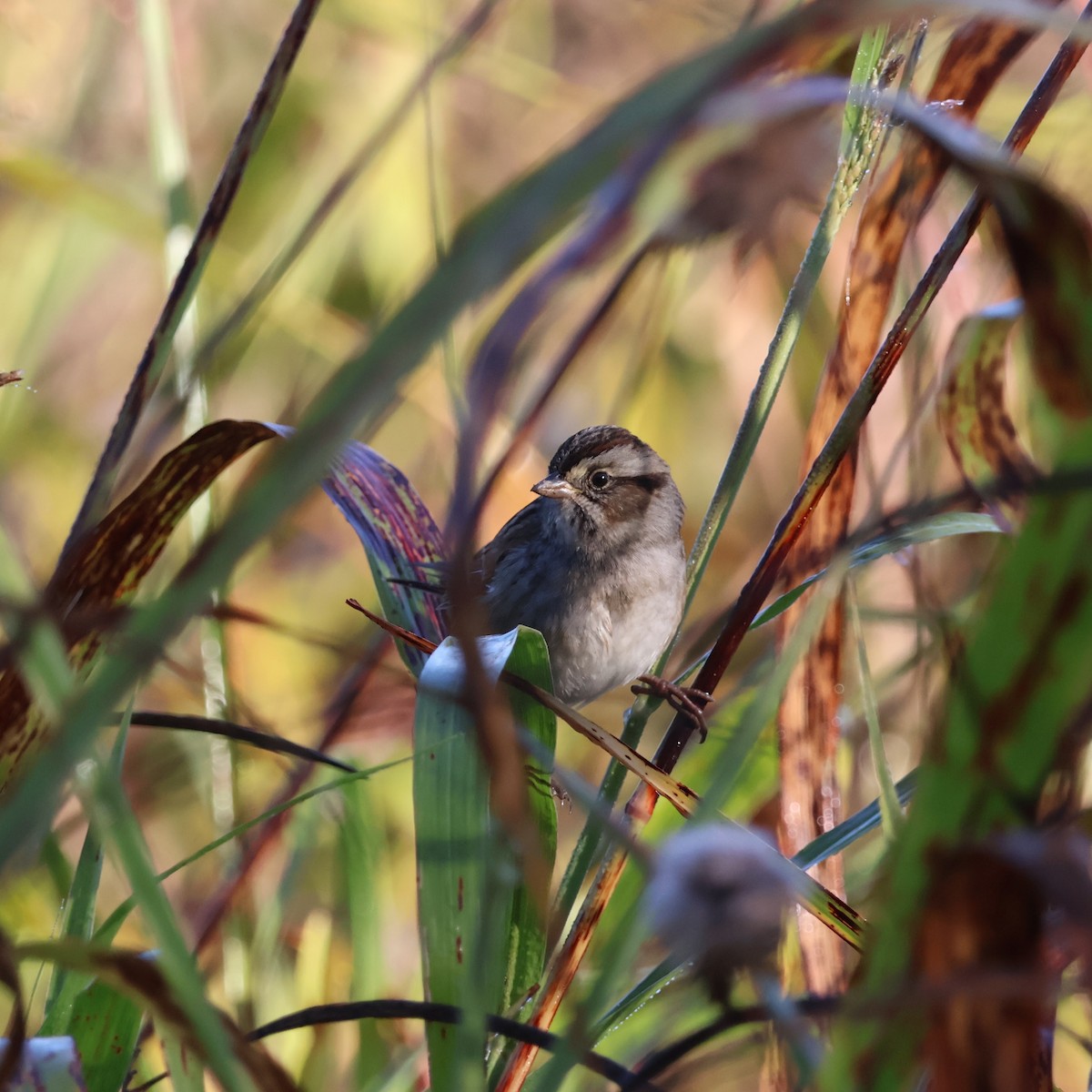 Swamp Sparrow - ML644494806