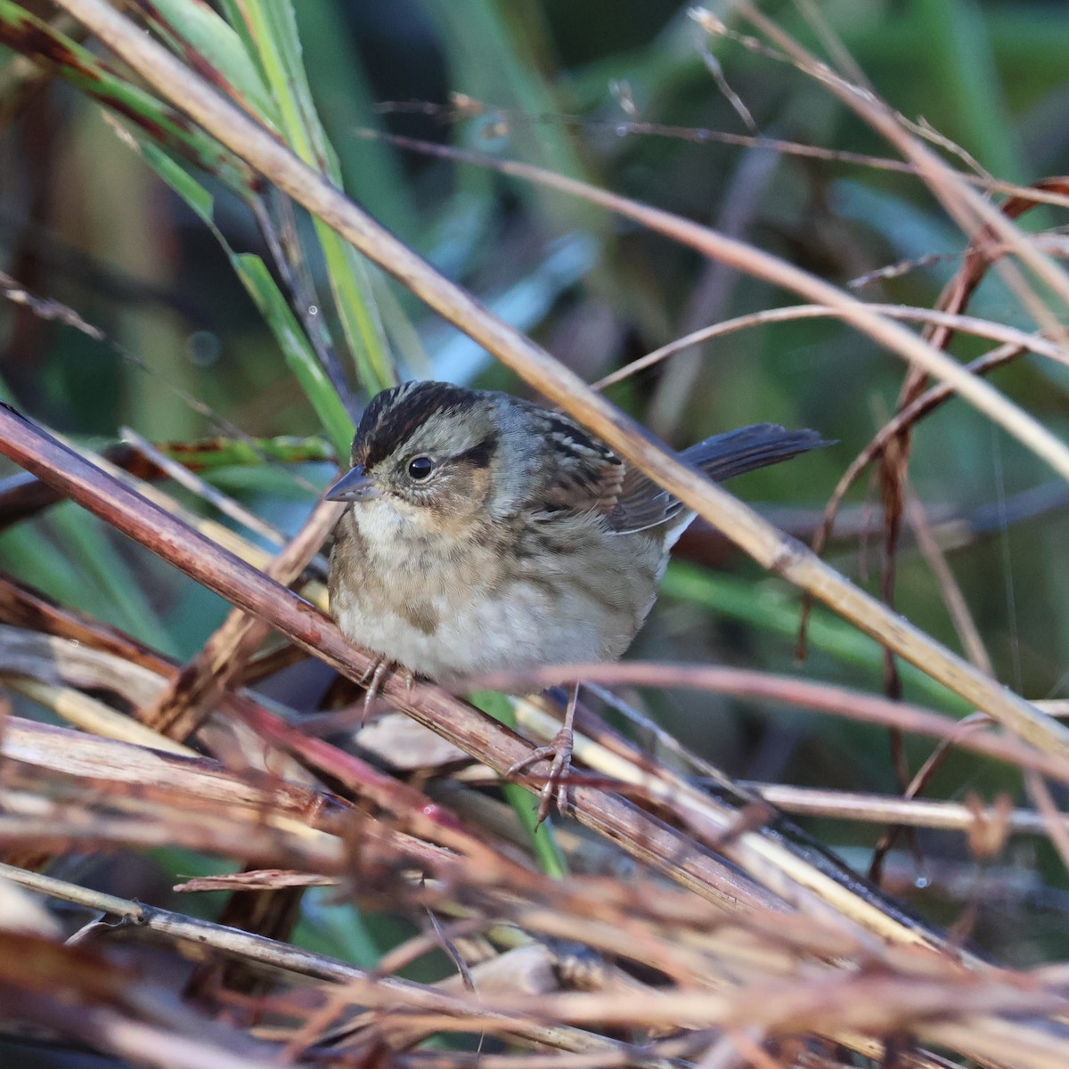 Swamp Sparrow - ML644494807