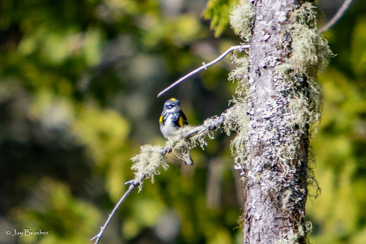 Yellow-rumped Warbler (Myrtle) - ML644494808