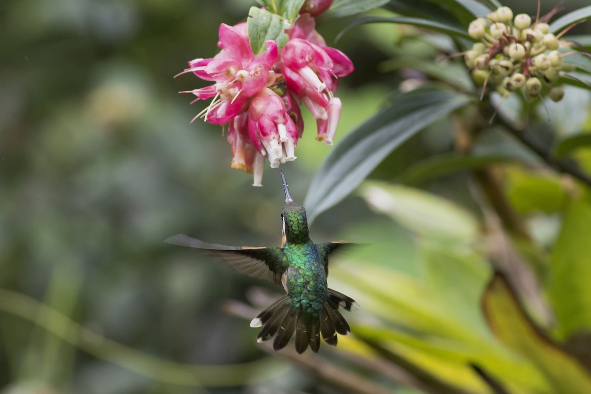 Colibri à gorge pourprée - ML64449481