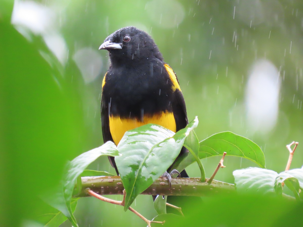 Black-cowled Oriole - ML644494812