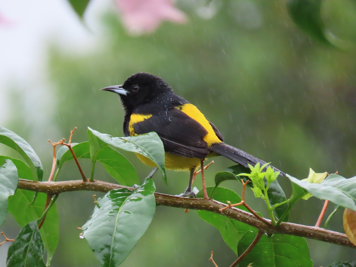 Black-cowled Oriole - ML644494813