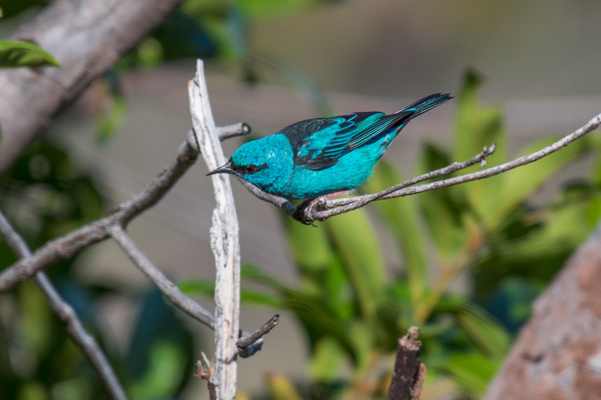 Blue Dacnis - ML644494825