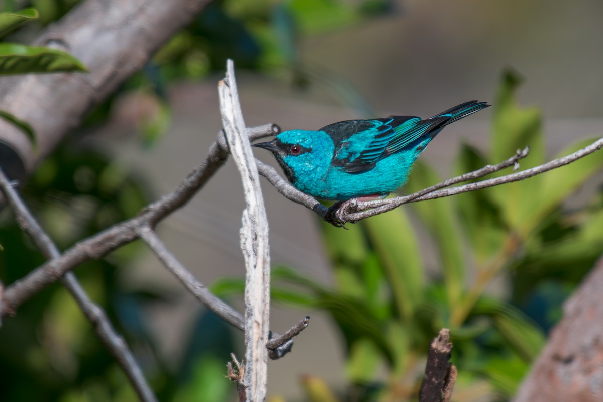 Dacnis bleu - ML644494826