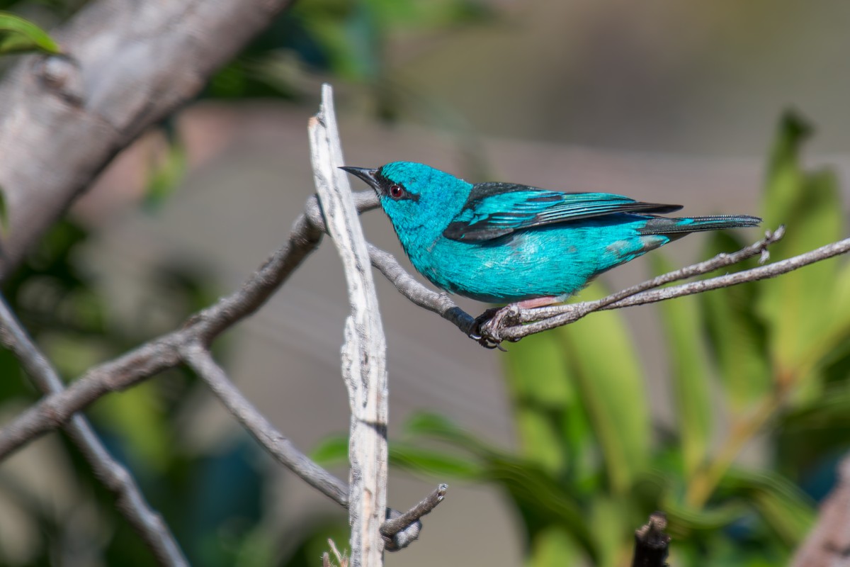 Dacnis bleu - ML644494827