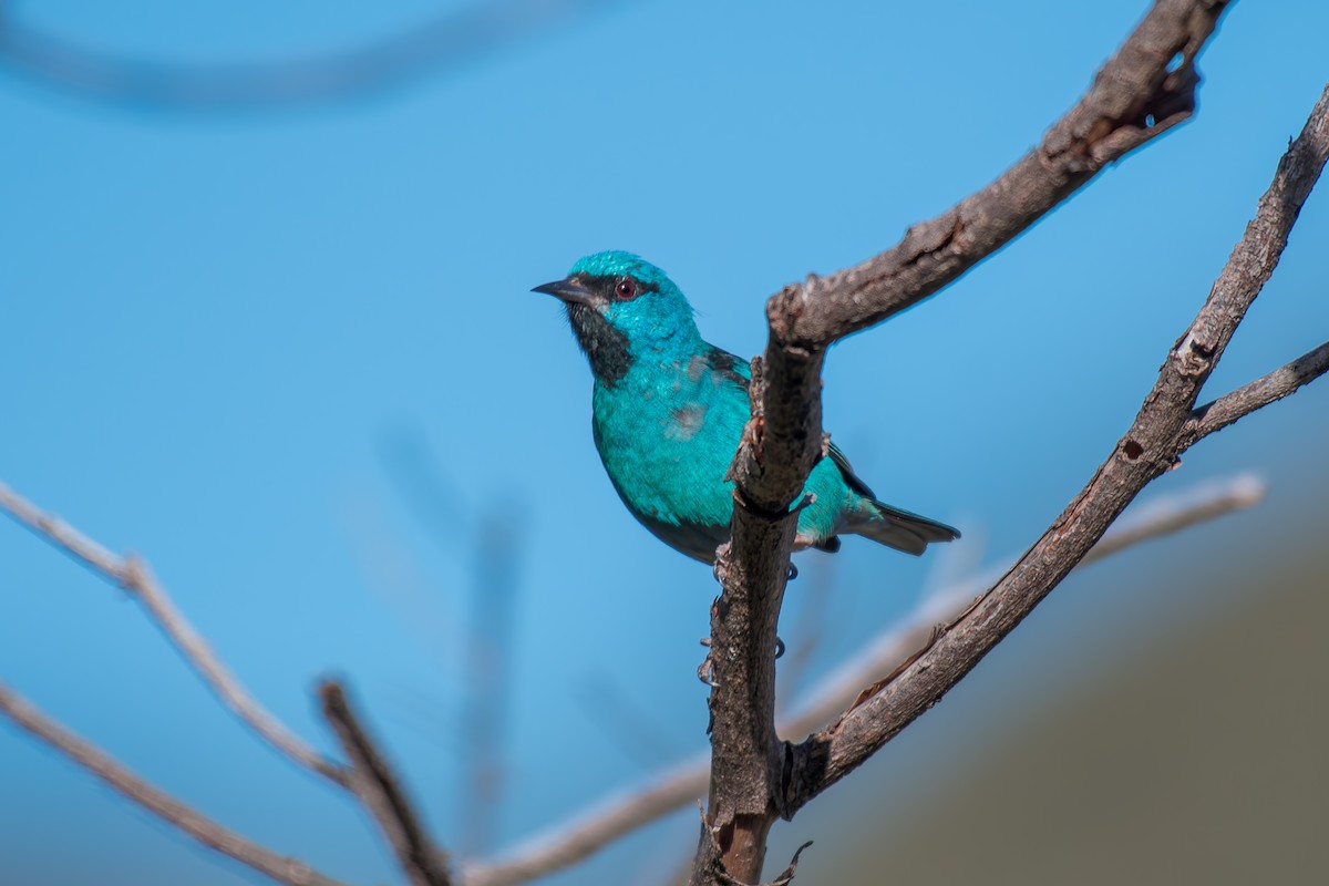 Blue Dacnis - ML644494828
