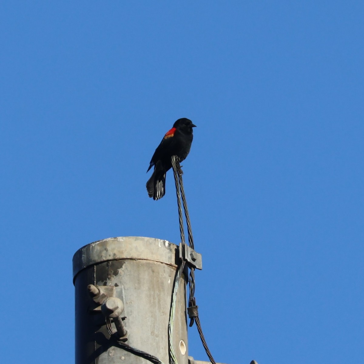 vlhovec červenokřídlý - ML644494829