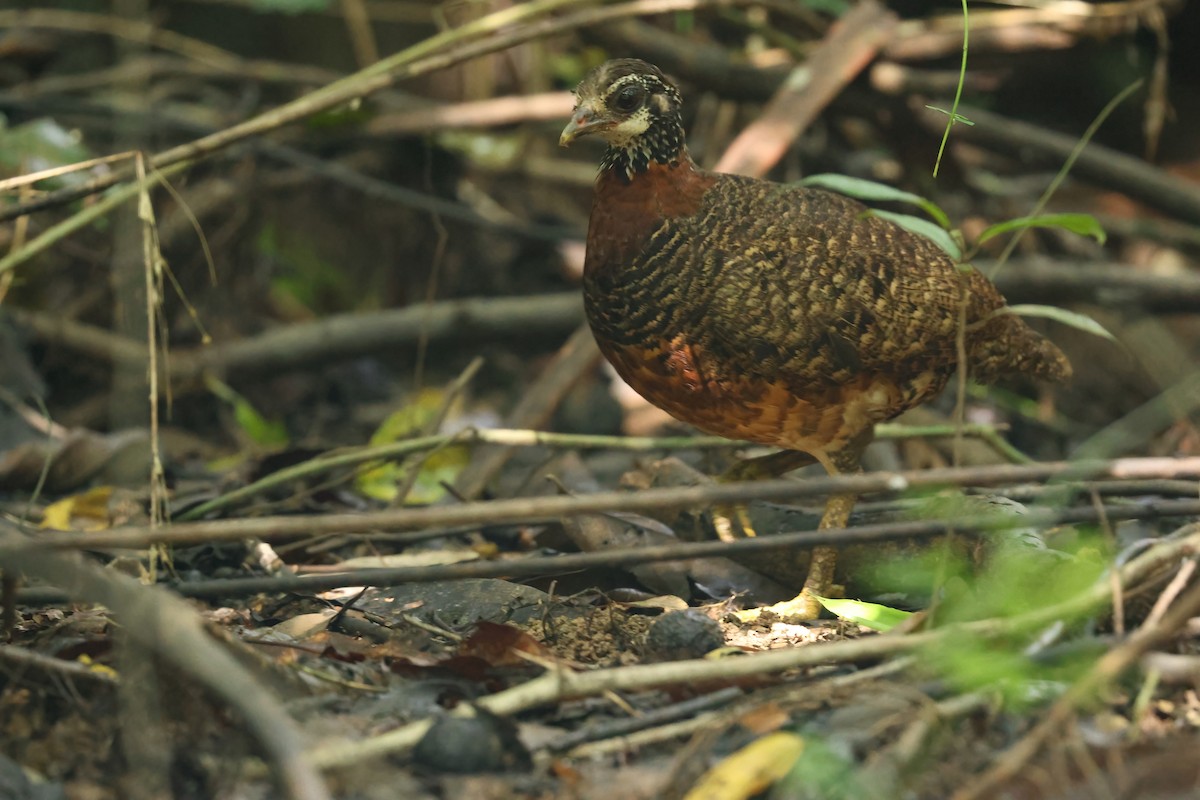Sabah Partridge - ML644494835