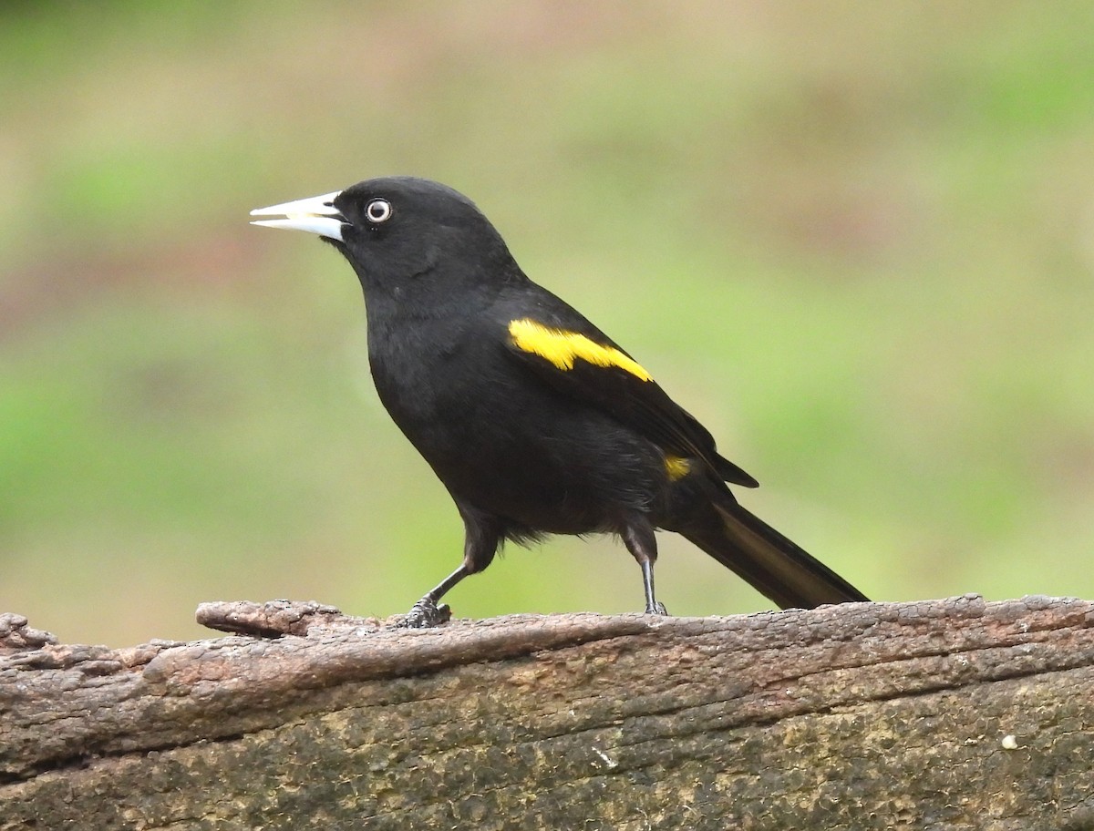 キンバネツリスドリ - ML644494836