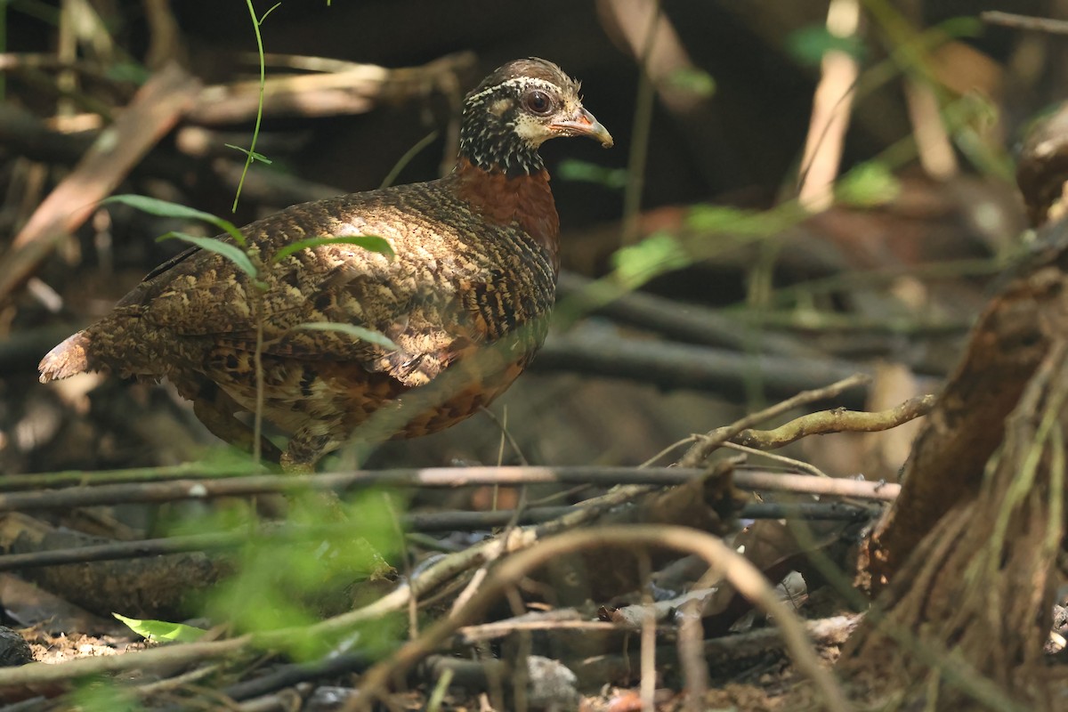 Sabah Partridge - ML644494837