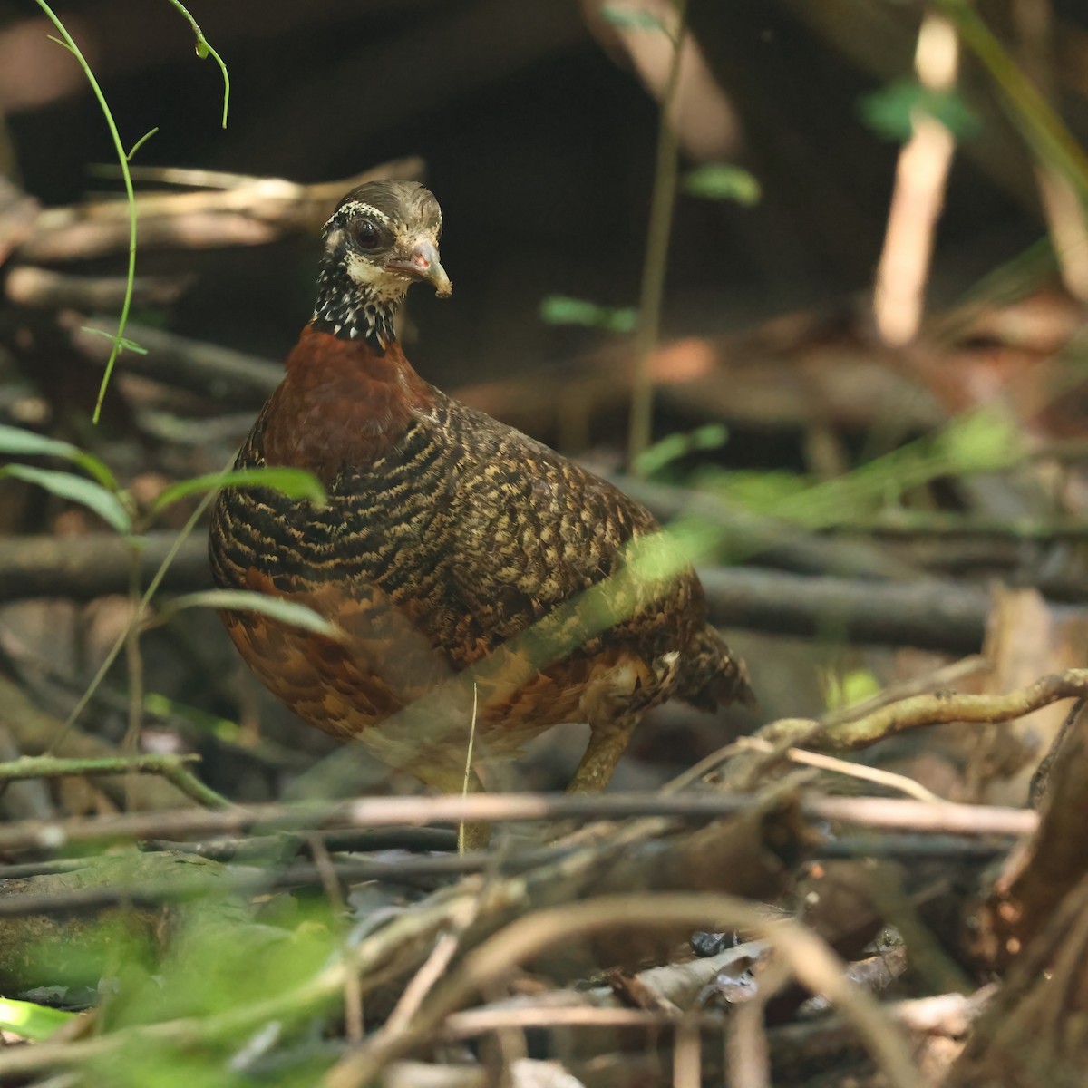Sabah Partridge - ML644494838