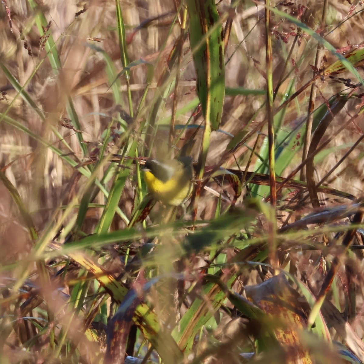 lesňáček žlutohrdlý - ML644494841