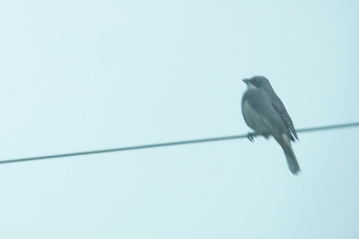 Diuca Finch - ML644494842