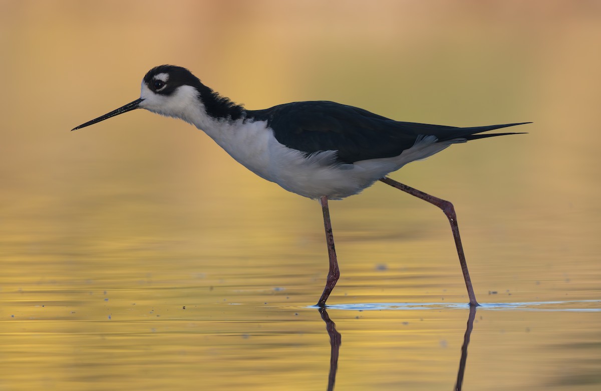 Кулик-довгоніг американський (підвид mexicanus) - ML644494843