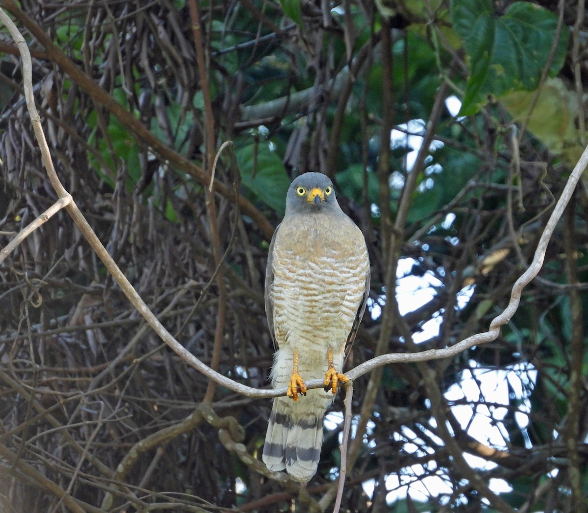 veivåk - ML644494845