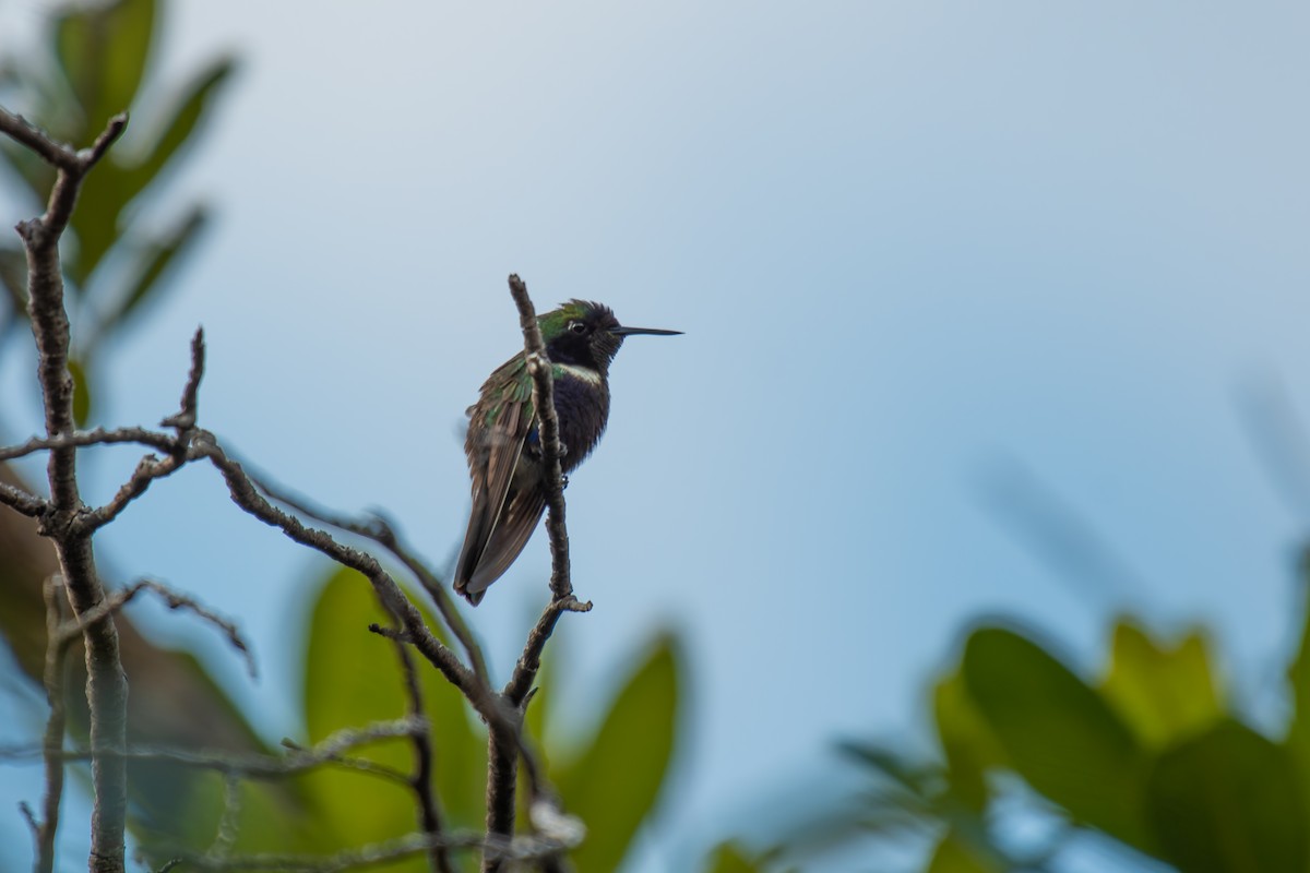 Hyacinth Visorbearer - ML644494847
