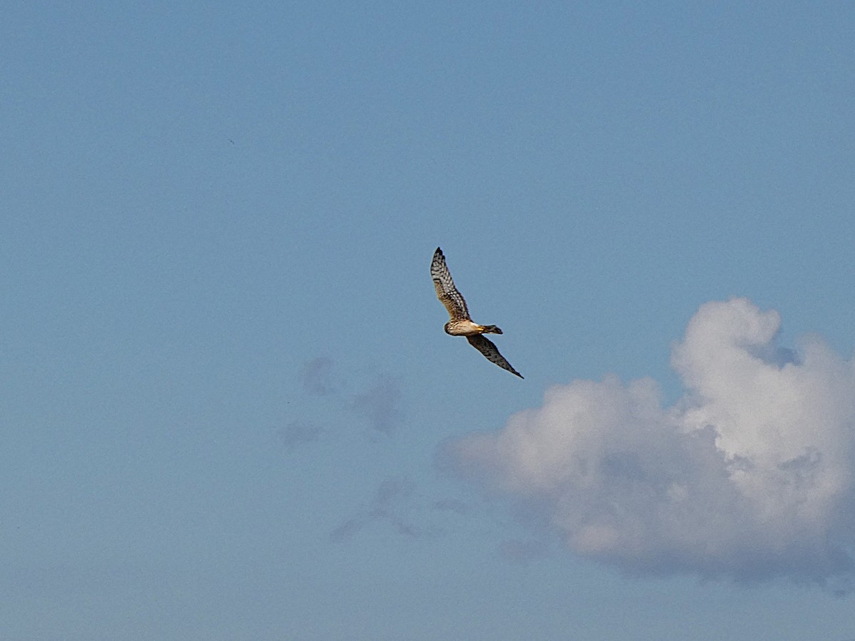 Northern Harrier - ML644494849