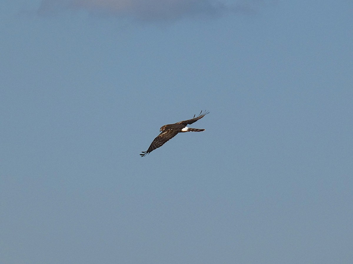 Northern Harrier - ML644494850