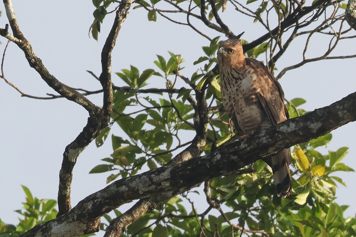 Wallace's Hawk-Eagle - ML644494854