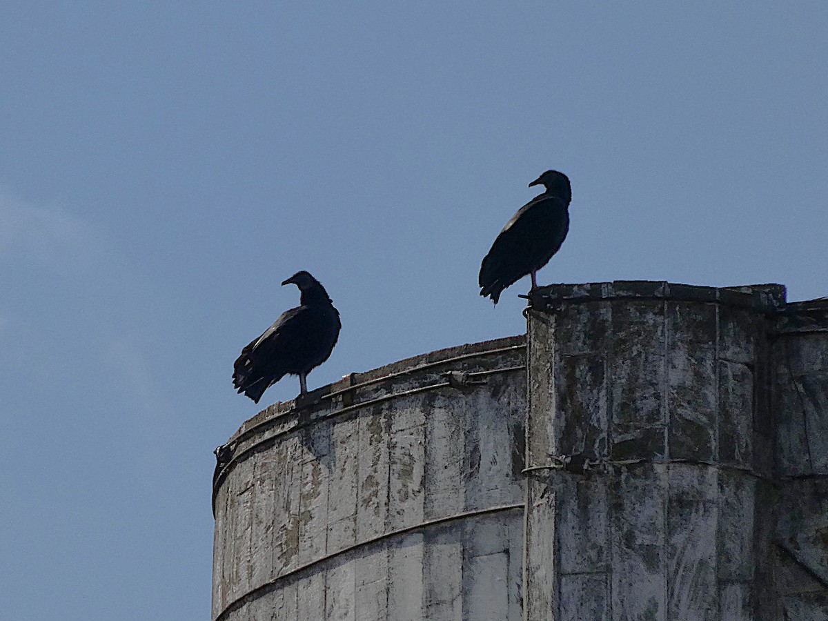 Black Vulture - ML644494855