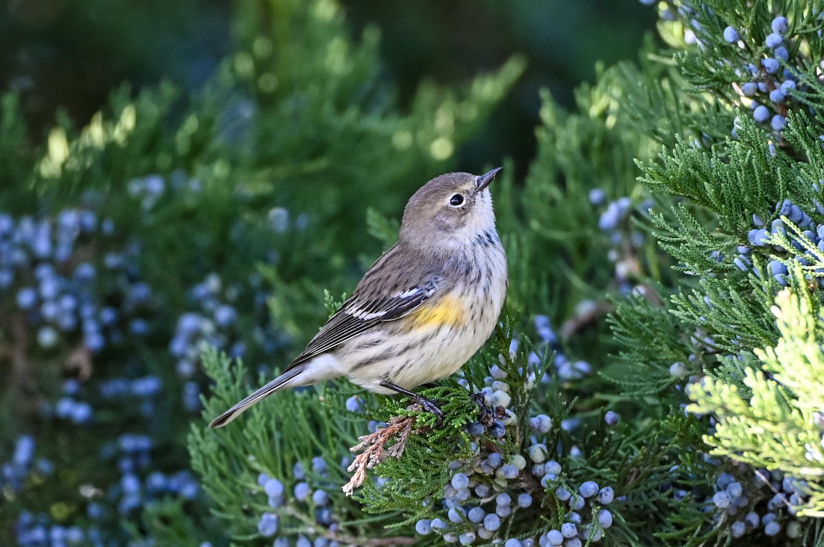 Yellow-rumped Warbler - ML644494856
