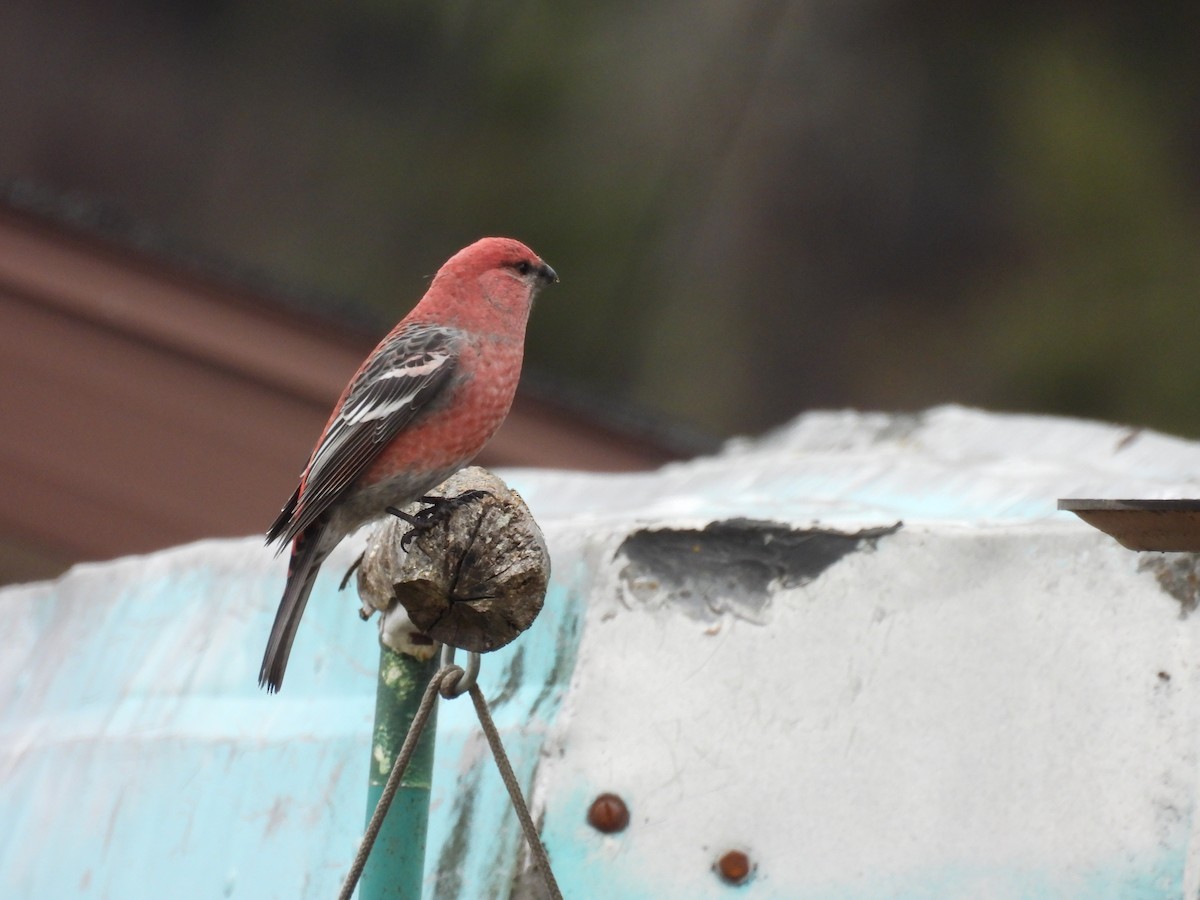 Pinu-gailupa - ML644494857