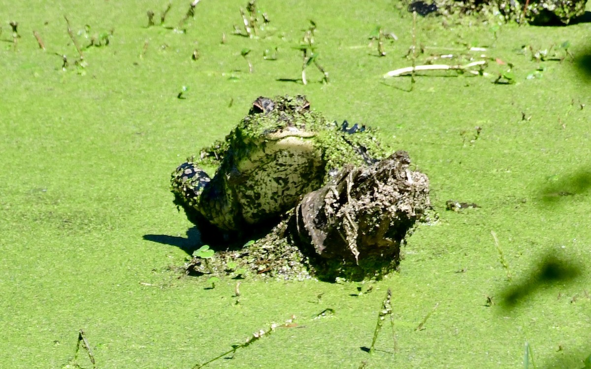 Animals - ML644494859