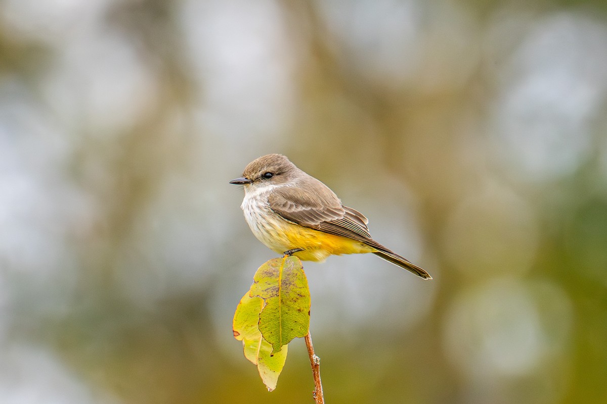 Vermilion Flycatcher - ML644494860