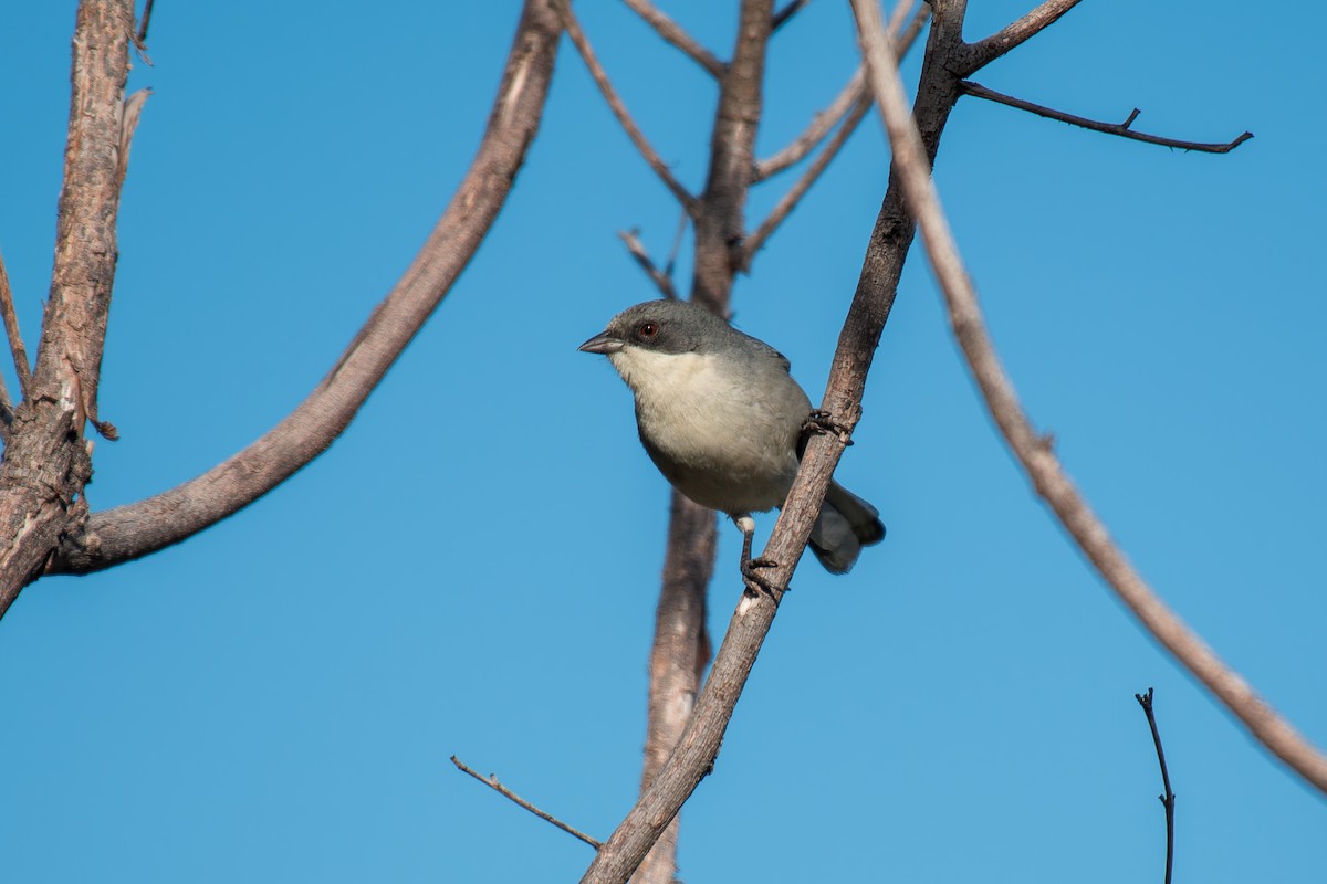 Cinereous Warbling Finch - ML644494862