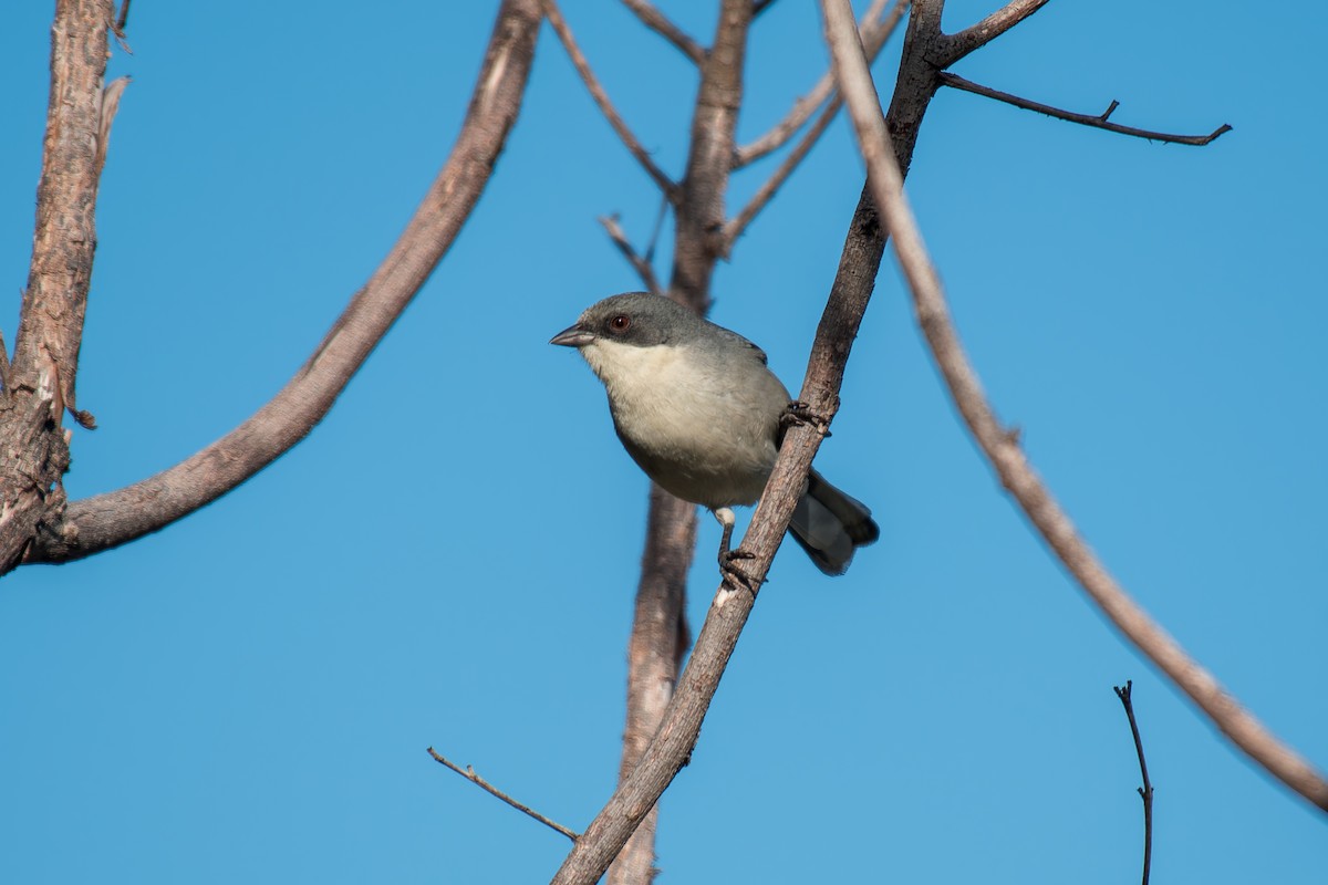 Cinereous Warbling Finch - ML644494863