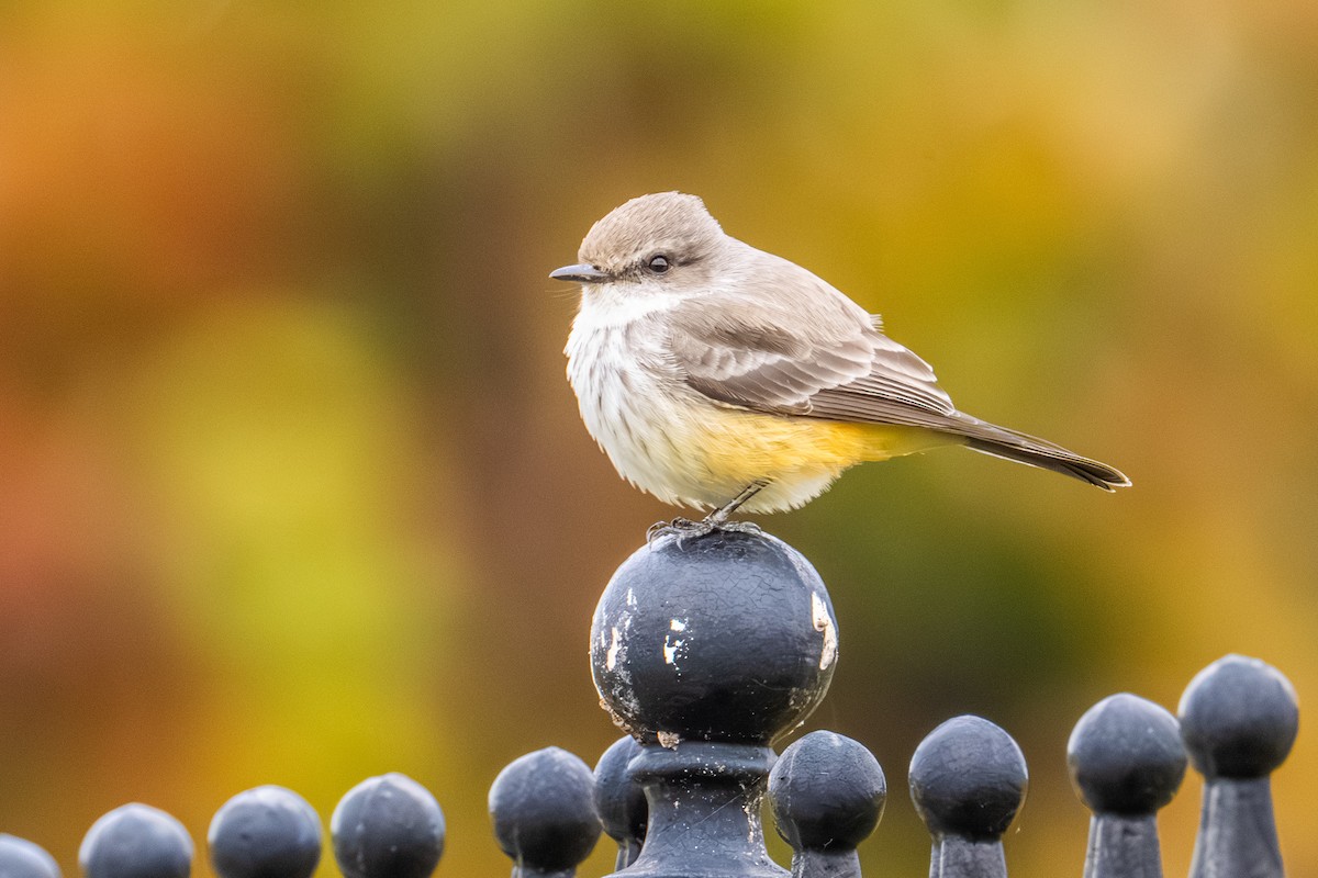 Vermilion Flycatcher - ML644494864