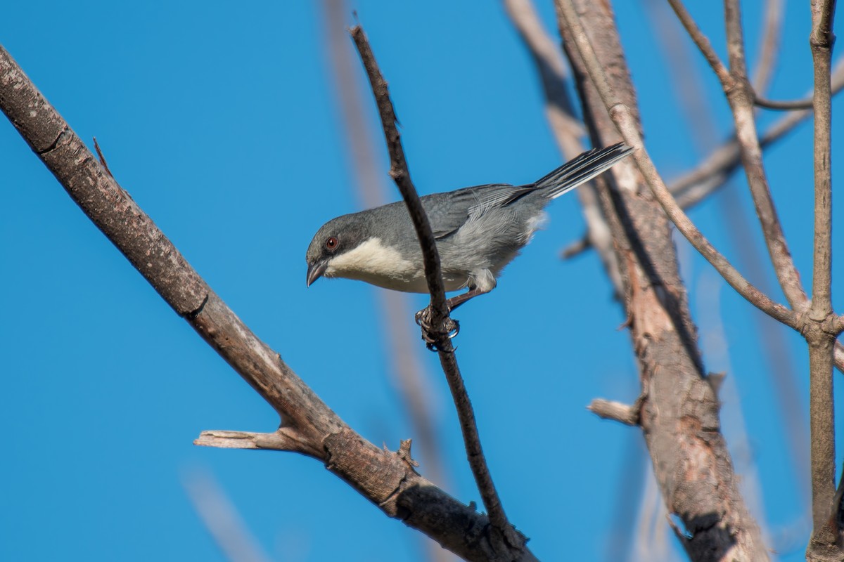 Cinereous Warbling Finch - ML644494865