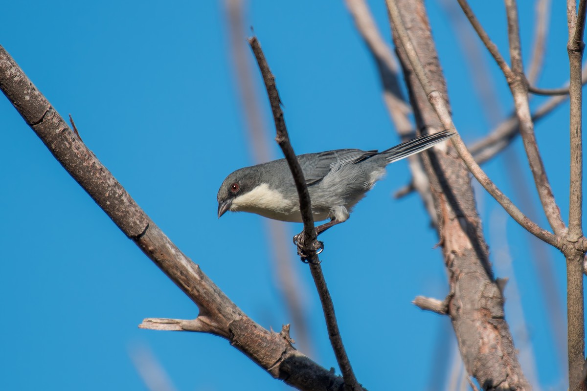 Cinereous Warbling Finch - ML644494866