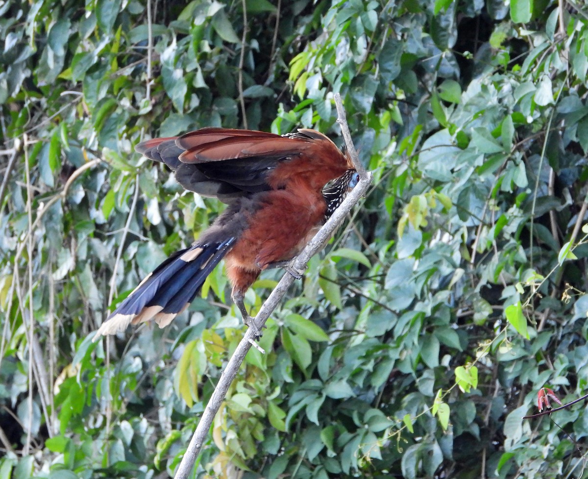 ツメバケイ - ML644494868