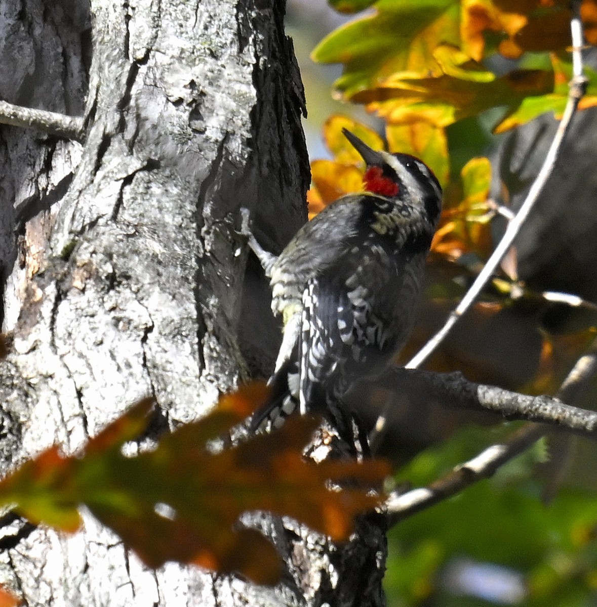 シルスイキツツキ - ML644494869