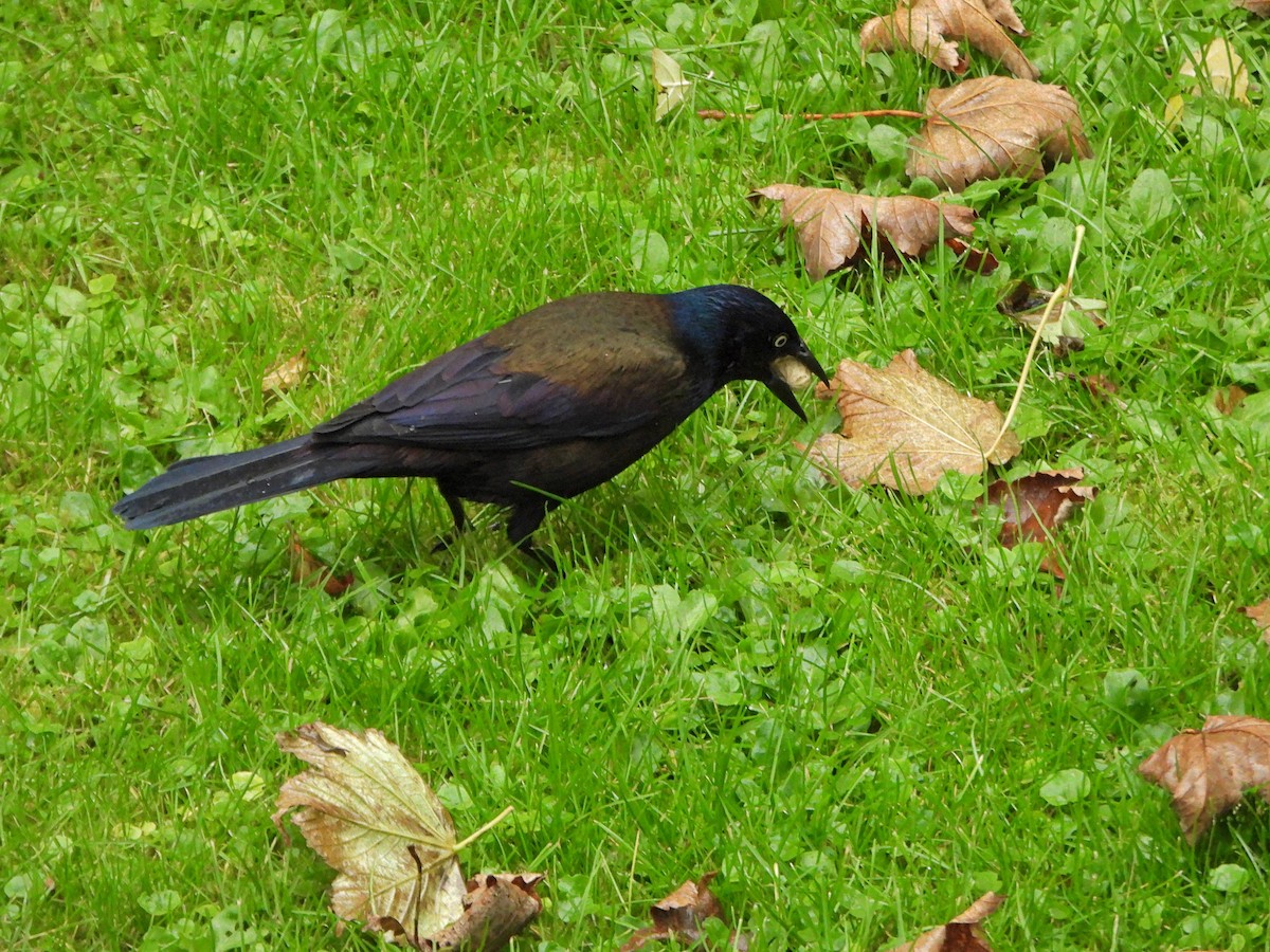 Purpurgrackel - ML644494870