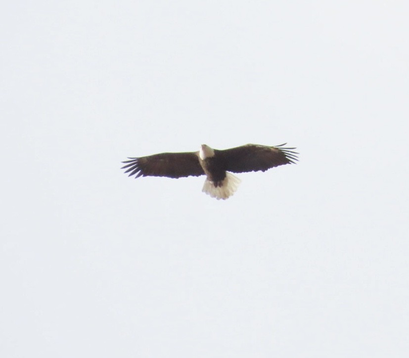 ハクトウワシ - ML644494872