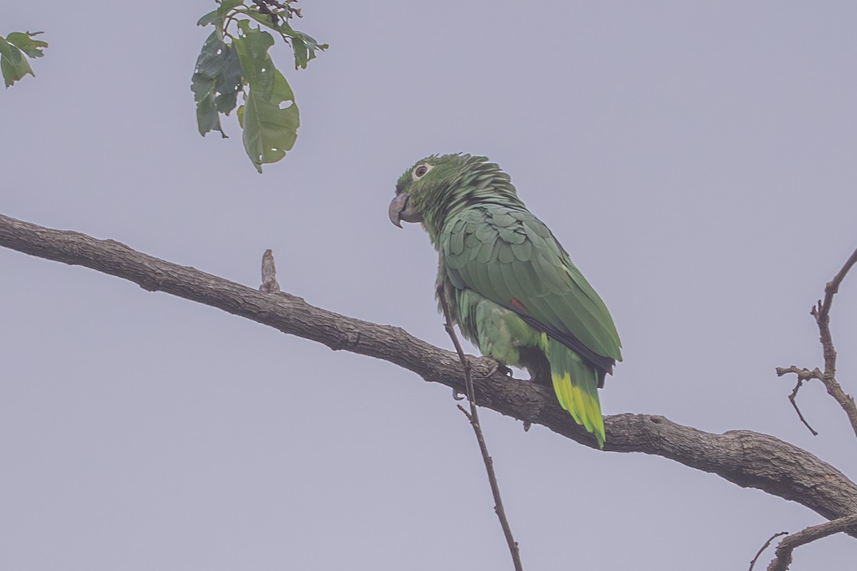 ムジボウシインコ - ML644494873