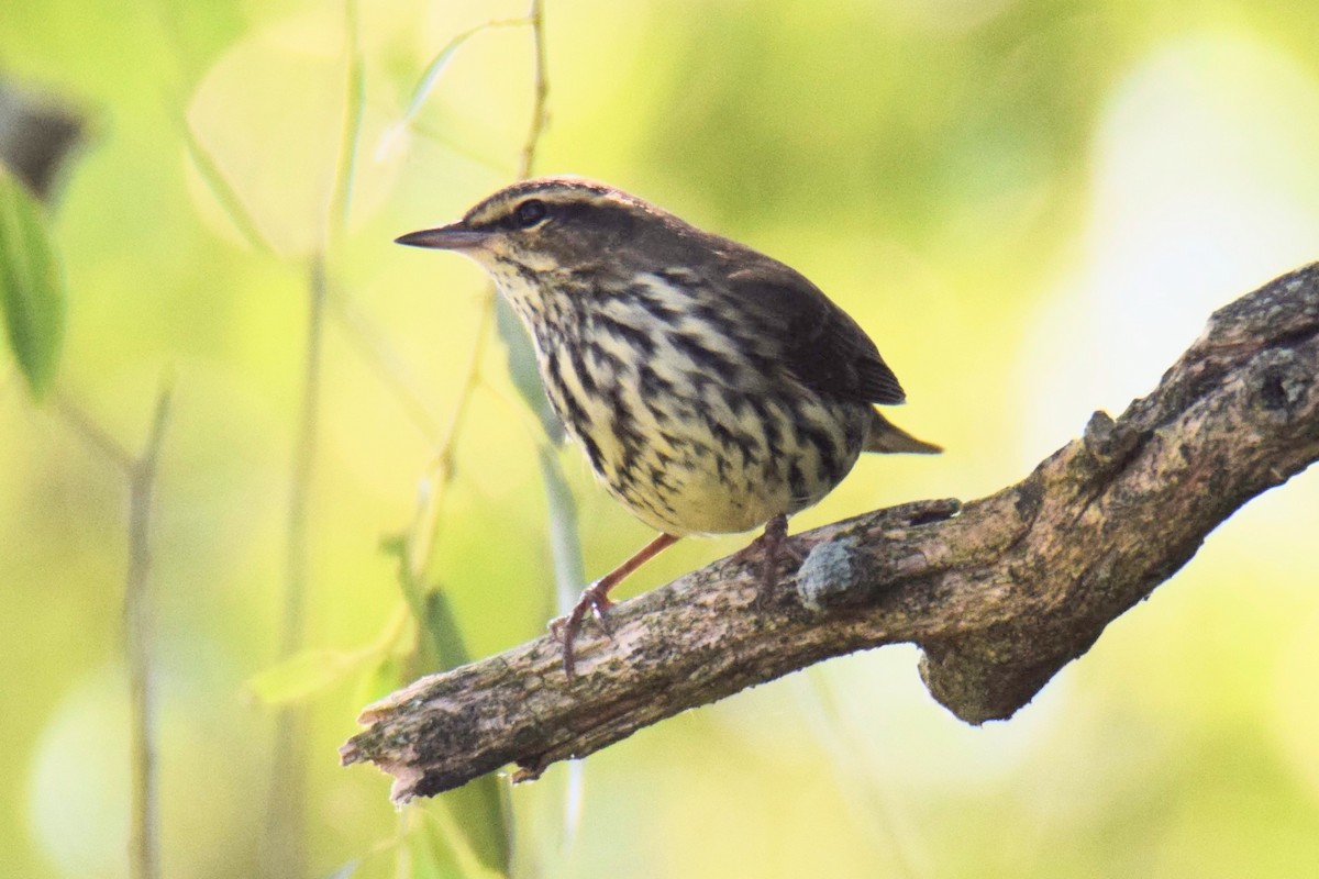 キタミズツグミ - ML644494874