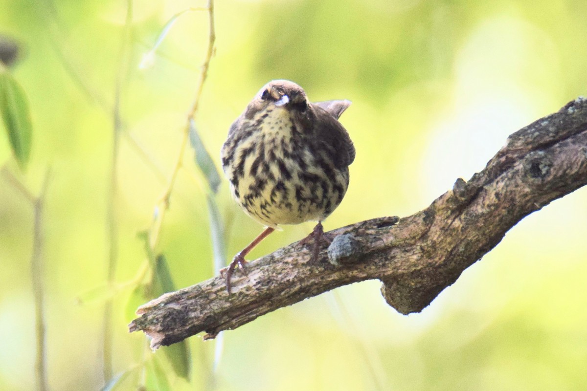 キタミズツグミ - ML644494875