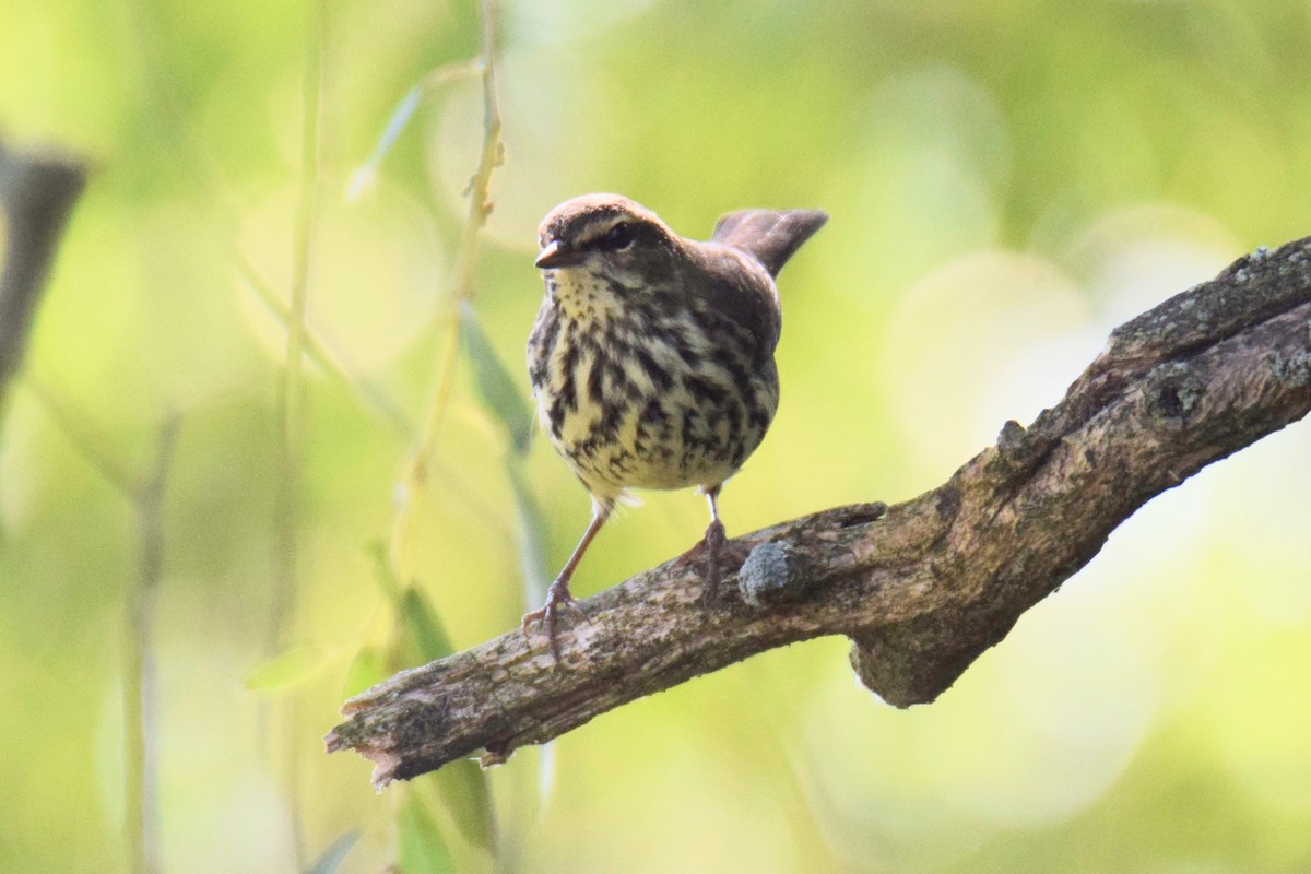 キタミズツグミ - ML644494876