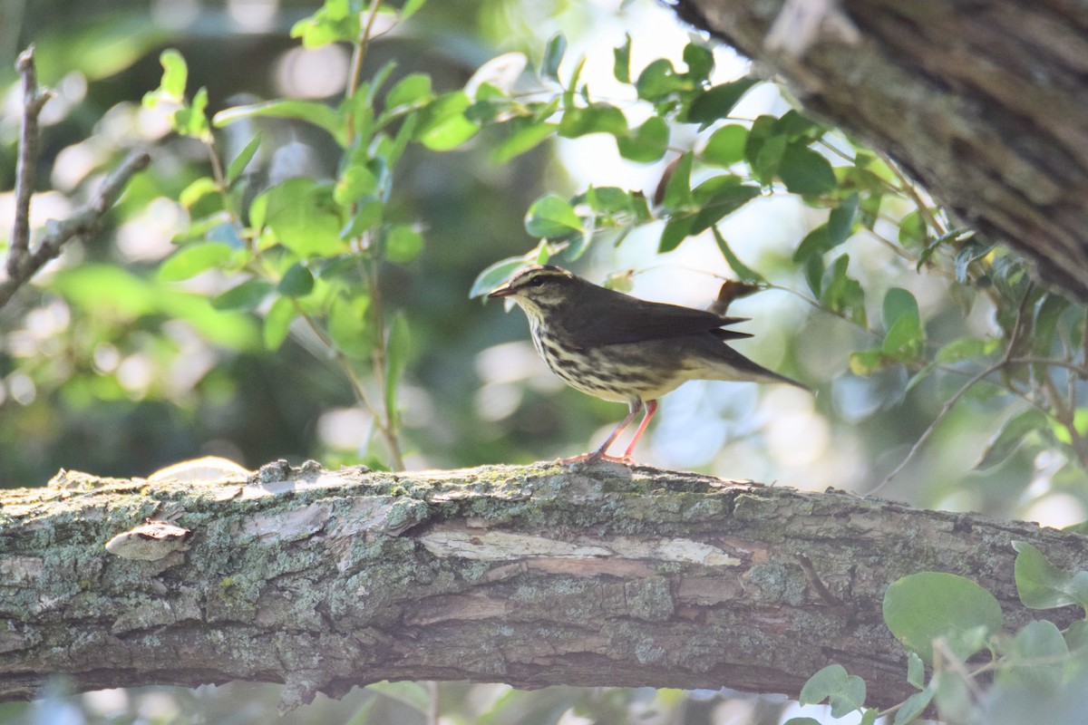 キタミズツグミ - ML644494877