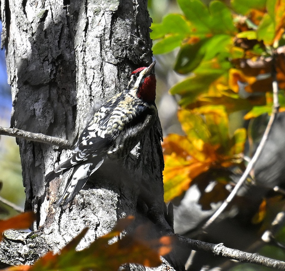 シルスイキツツキ - ML644494878