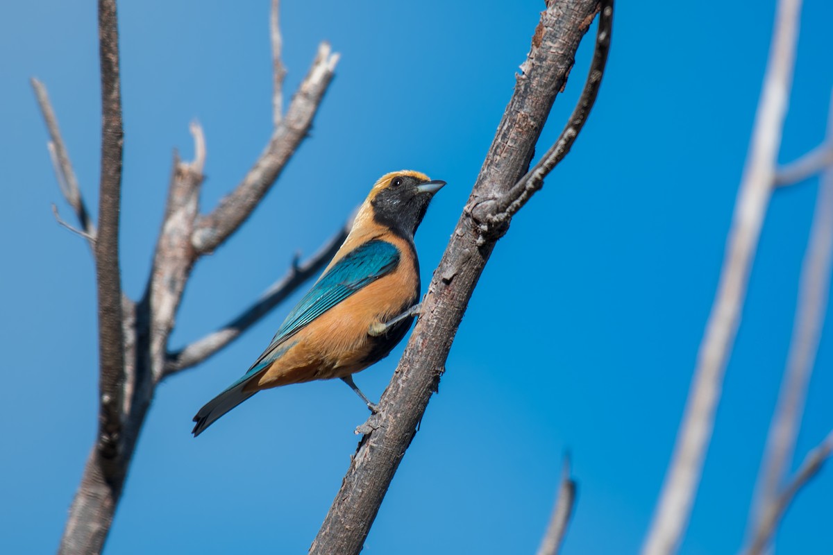 バフイロフウキンチョウ - ML644494879