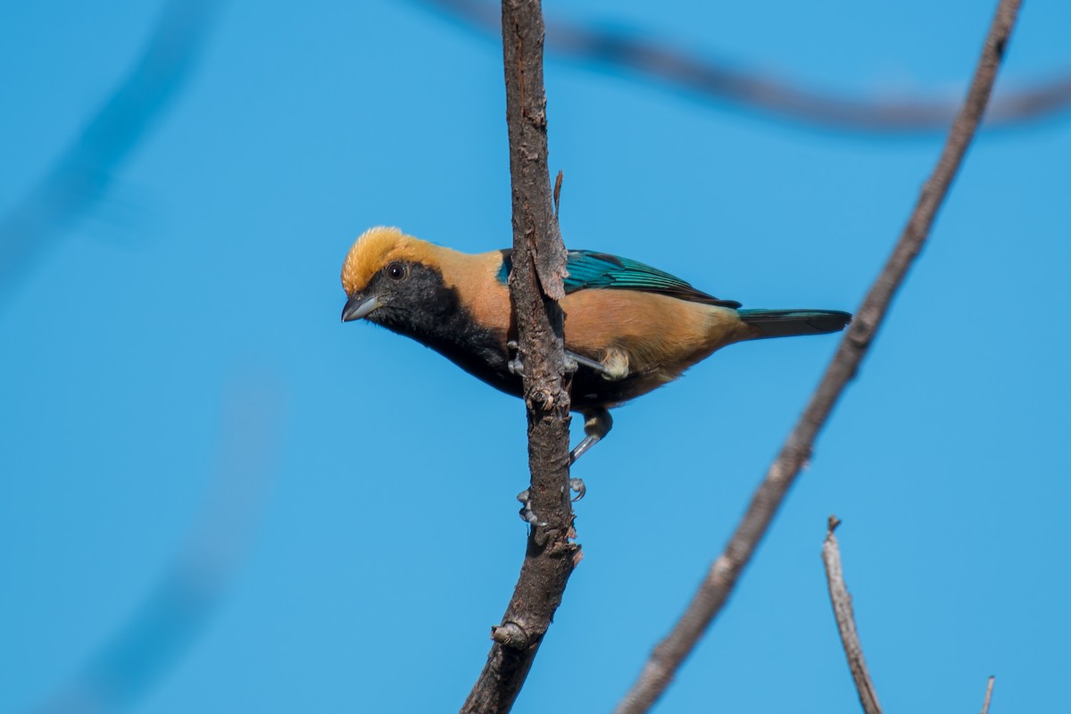 バフイロフウキンチョウ - ML644494880