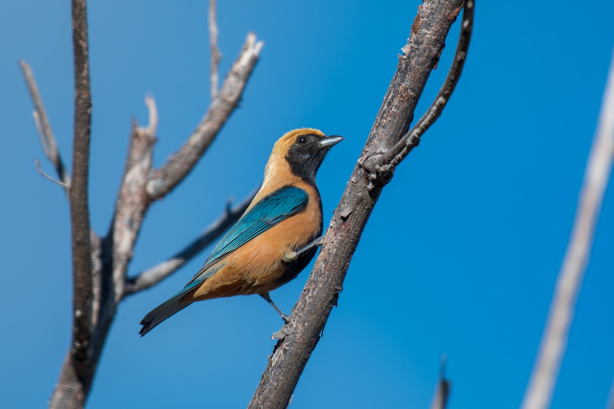 バフイロフウキンチョウ - ML644494881